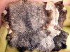 New! Fur from Gotland sheeps