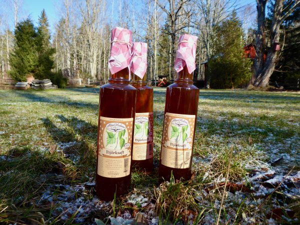 Bring spring into your home with birch sap