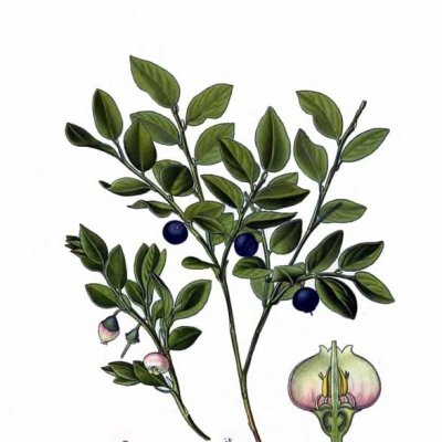 Alterhedens Heidelbeer Konfitüre 320 Gram 70% Frucht