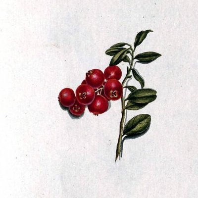 Alterhedens Lingon Gelé 120 Gram